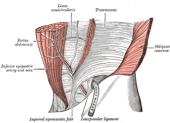 Planche anatomique situant les abdominaux sur le corps humain