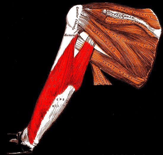 Planche anatomique situant le triceps brachial