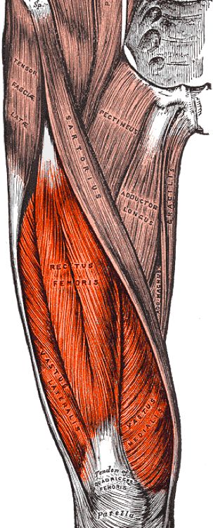Planche anatomique situant les jambes sur le corps humain