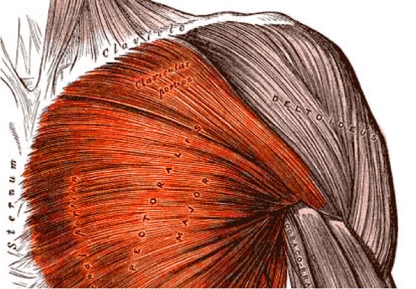 Planche anatomique situant les pectoraux sur le corps humain